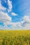 Wheat ears and cloudy sky