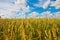 Wheat ears and cloudy sky