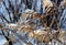 Wheat ears covered with snow