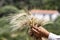 Wheat ears in farmer hands close up on field background