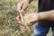 Wheat ears in farmer hands close up on field background