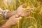 Wheat ears in farmer hands on field background