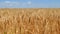 Wheat ears on field