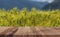 Wheat ears field background, green wheat crop with wooden floor