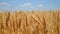 Wheat ears on field close-up