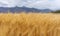 Wheat ears field. Close-up ripe wheat crop in countryside