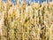 wheat ears on field with green weed in Bavaria