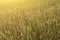 Wheat ears in field in sunlight, background texture