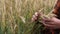 Wheat ears in the hands of a farmer. Harvest review