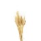 Wheat ears isolated on white background