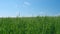 Wheat ears on light wind at sunny day. Wheat field grows for bread. Agricultural industry.