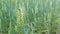 Wheat ears on light wind at sunny day. Wheat field grows for bread. Agricultural industry. Selective focus.