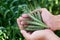 Wheat ears in man`s hands. Harvest, harvesting concept, Young farmer in field touching his wheat ears. Crop protection. Cultivated