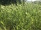 Wheat ears in the Marche countryside