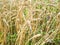 wheat ears in overgrown field in summer