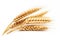 Wheat ears or ripe rice that harvest from fields isolated on white background, clean dried sheaf crop, with Generative Ai