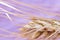 Wheat ears, ripe spikelet isolated on pink background, closeup, abstract background.