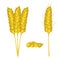 Wheat ears set close up on white. Vector illustration, eps 10