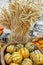 Wheat ears and squashes and pumpkins on rustic cork basket. Autumn rustic scene. Selective focus. Closeup