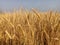 Wheat ears or wheat field or wheats farm in india harvesting golden wheat field in farm on sunlight