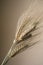 Wheat ears on white background. Wheat spikes close up.