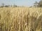 Wheat farm crops super