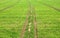 Wheat farm/field on a bright sunny day