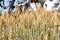 Wheat Farm Grains Farming In Kenya Landscape Fields Meadow