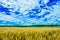 A wheat farm in sunny day in Kansas