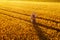 Wheat farmer with drone remote controller in field