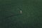 Wheat farmer standing and looking over wheatgrass field, aerial view