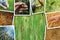 Wheat farming in agriculture photo collage