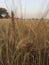 Wheat farming crops tree land village dry summer