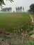 Wheat Farming in hisar haryana india