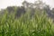 Wheat farming landscape of Bangladesh. Green grain wheat field in South Asia. Close up of wheat grains