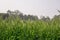 Wheat farming landscape of Bangladesh. Green grain wheat field in South Asia. Close up of wheat grains