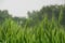 Wheat farming landscape of Bangladesh. Green grain wheat field in South Asia. Close up of wheat grains