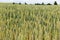 Wheat farmland in summer