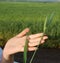 Wheat on a female hand