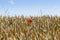 wheat field