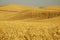 Wheat field 5