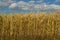 Wheat field.