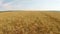 Wheat field aerial