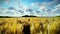 Wheat field against beautiful timelapse morning, camera fly