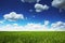 Wheat field against blue sky with white clouds. Agriculture scene