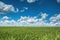 Wheat field against blue sky with white clouds. Agriculture scene