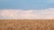 Wheat field against the blue sky with a white level horizon. Template for design background of a high grain crop. Bread country.