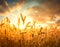 Wheat field against golden sunset