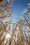 Wheat field against lovely summer blue sky