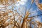 Wheat field against lovely summer blue sky